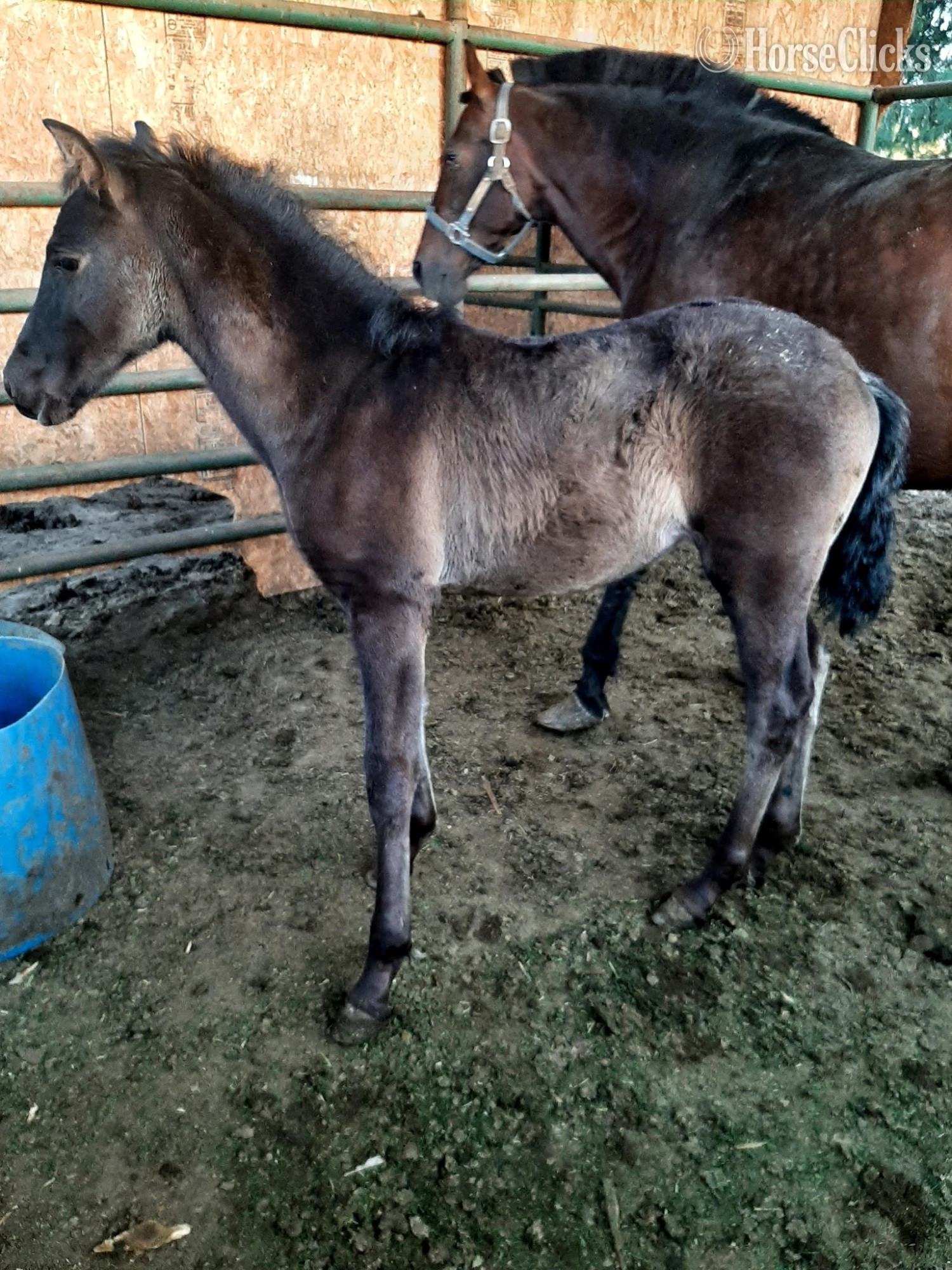 California "Xica " Black Mare Friesian