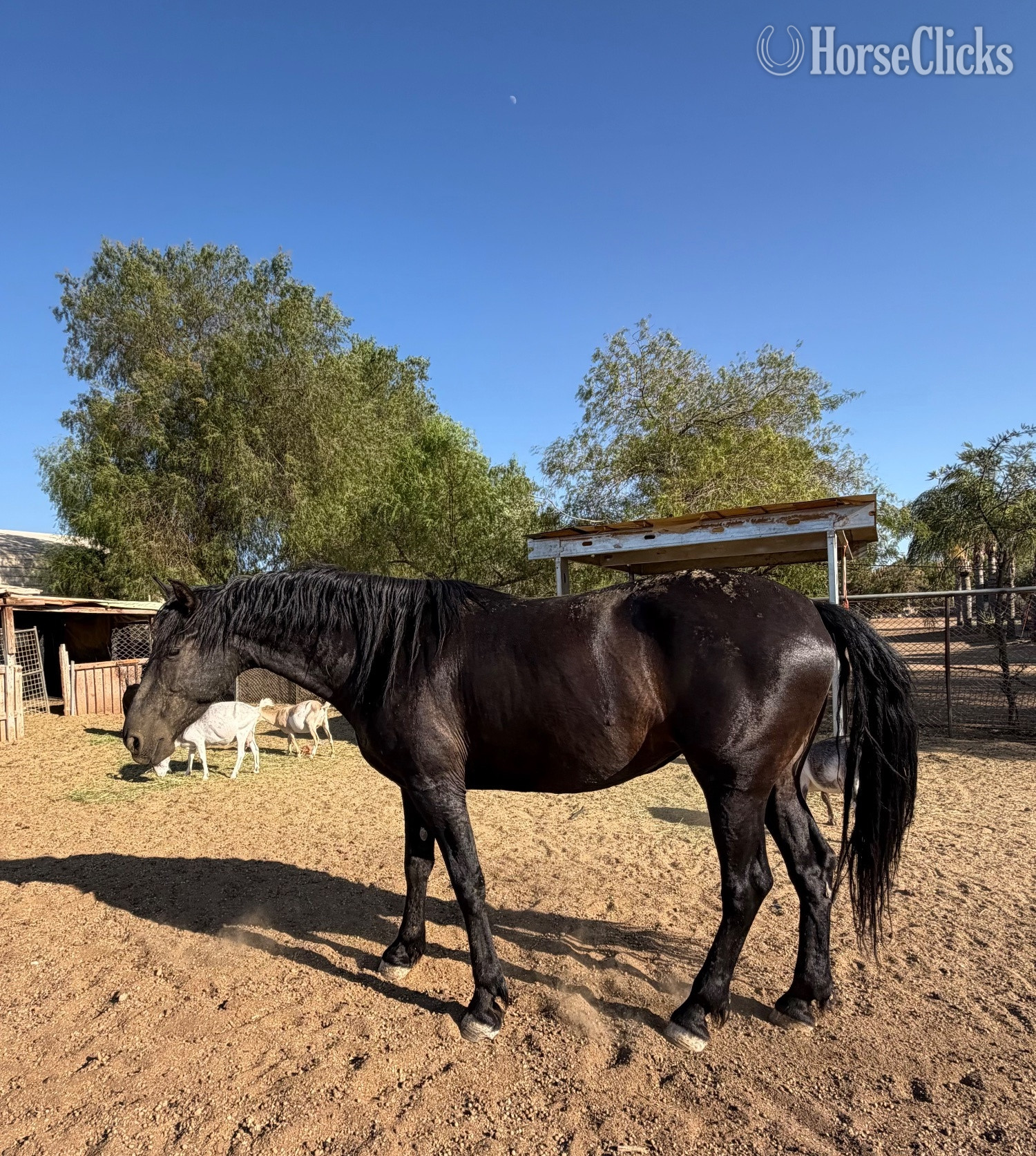 "Xica " Black Mare Friesian - Friesian in California
