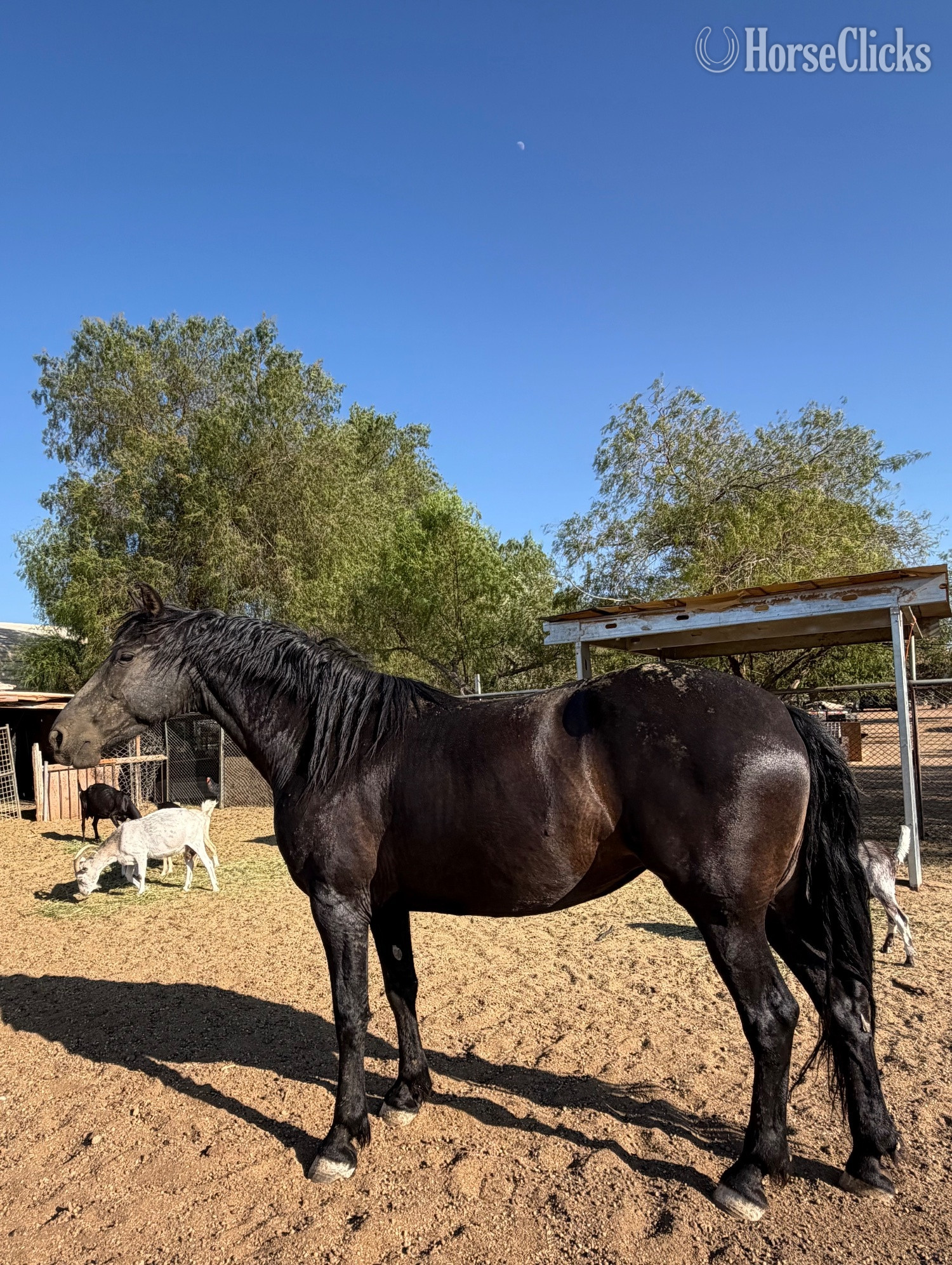 "Xica " Black Mare Friesian - Friesian