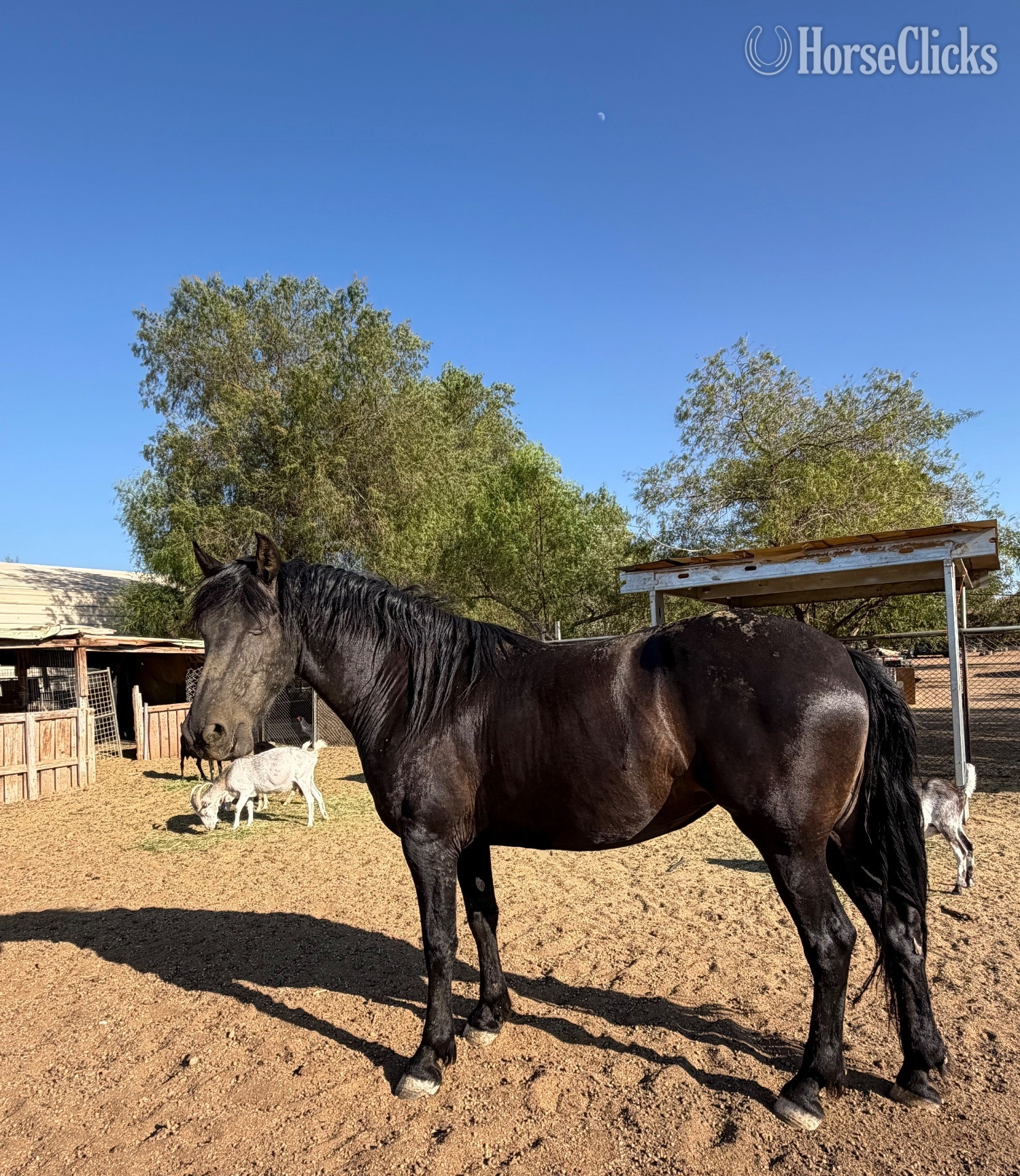 "Xica " Black Mare Friesian California