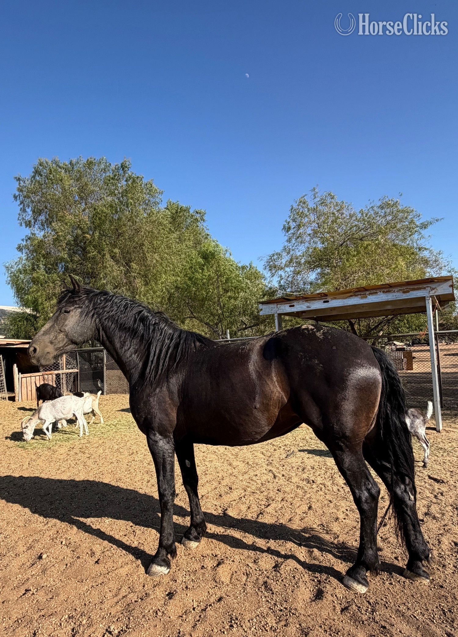 Friesian - "Xica " Black Mare Friesian in California