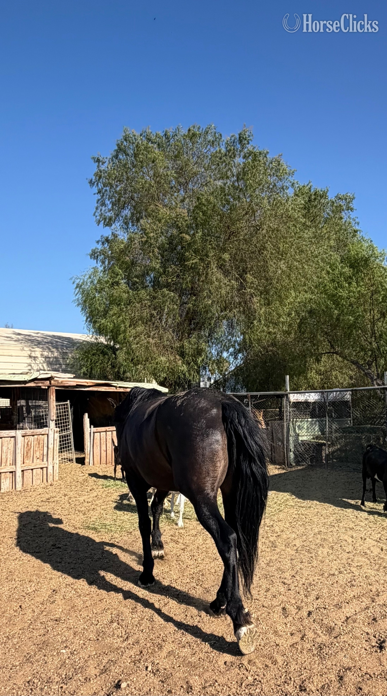 Friesian - "Xica " Black Mare Friesian