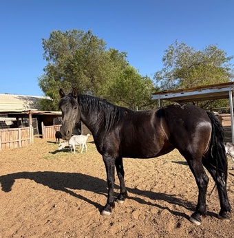 "Xica " Black Mare Friesian