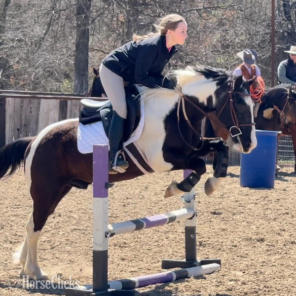 "Tux" Black Gelding Quarter Pony in Texas