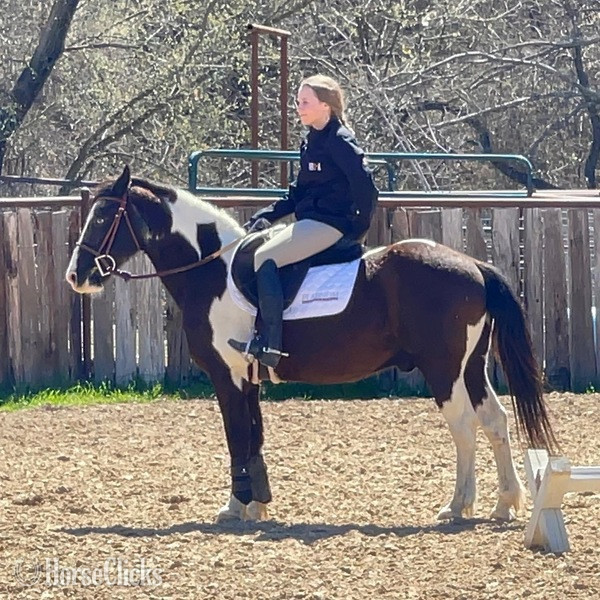 "Tux" Black Gelding Quarter Pony