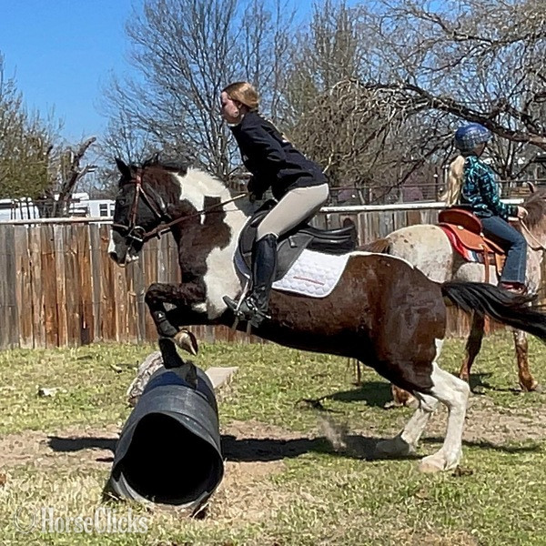 Texas "Tux" Black Gelding Quarter Pony