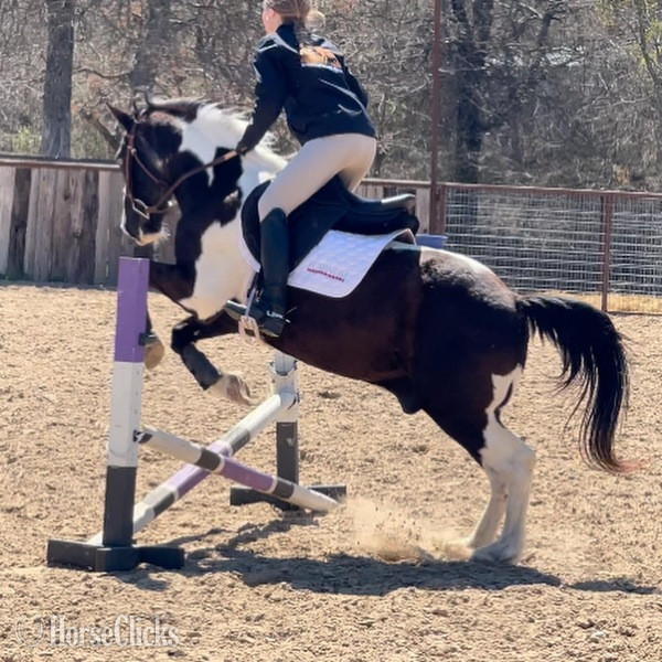 "Tux" Black Gelding Quarter Pony - Quarter Pony in Texas