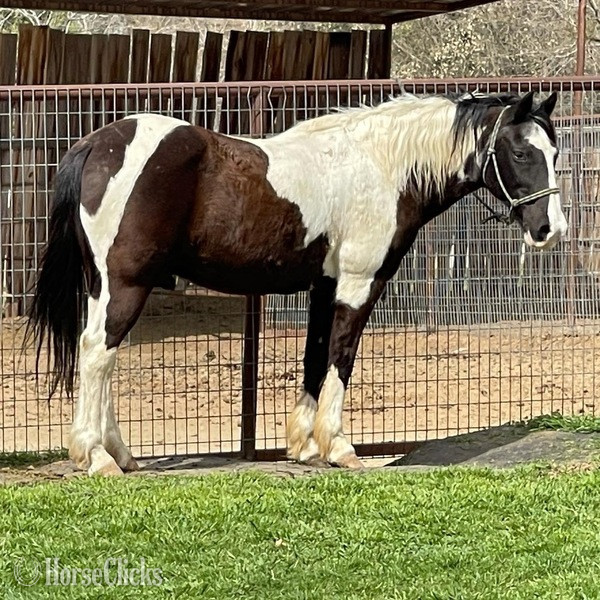 "Tux" Black Gelding Quarter Pony - Quarter Pony