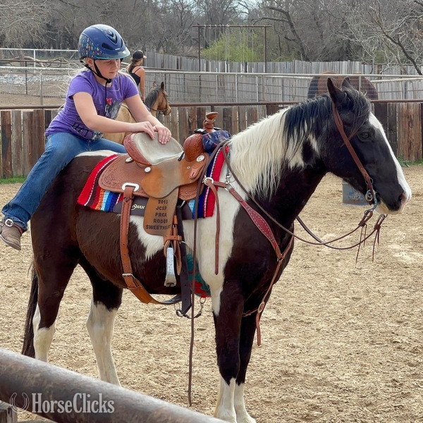 "Tux" Black Gelding Quarter Pony Texas
