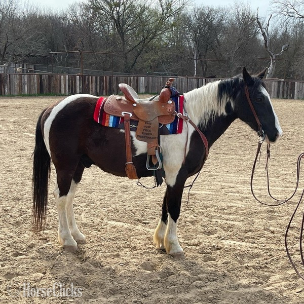 Quarter Pony - "Tux" Black Gelding Quarter Pony in Texas