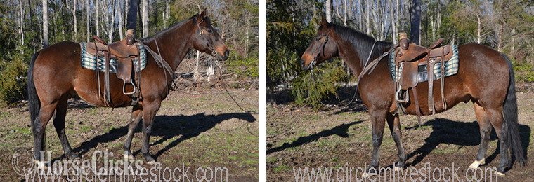 "Mack" Bay Gelding Quarter Horse in North Carolina