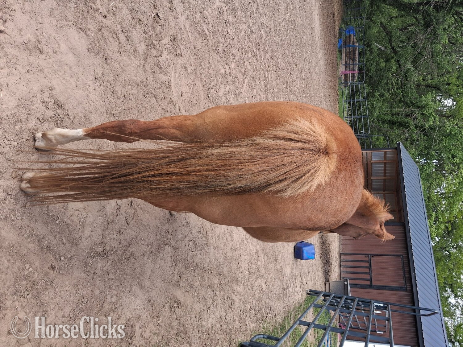 "Chip" Sorrel Gelding Quarter Pony in Kansas