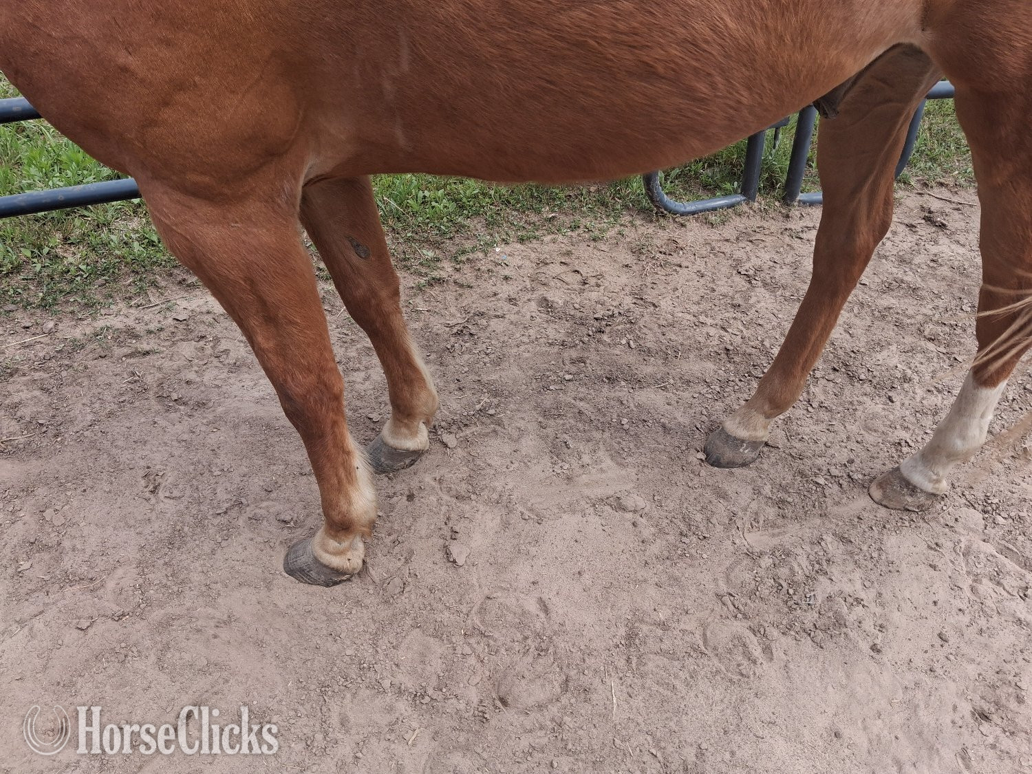 "Chip" Sorrel Gelding Quarter Pony