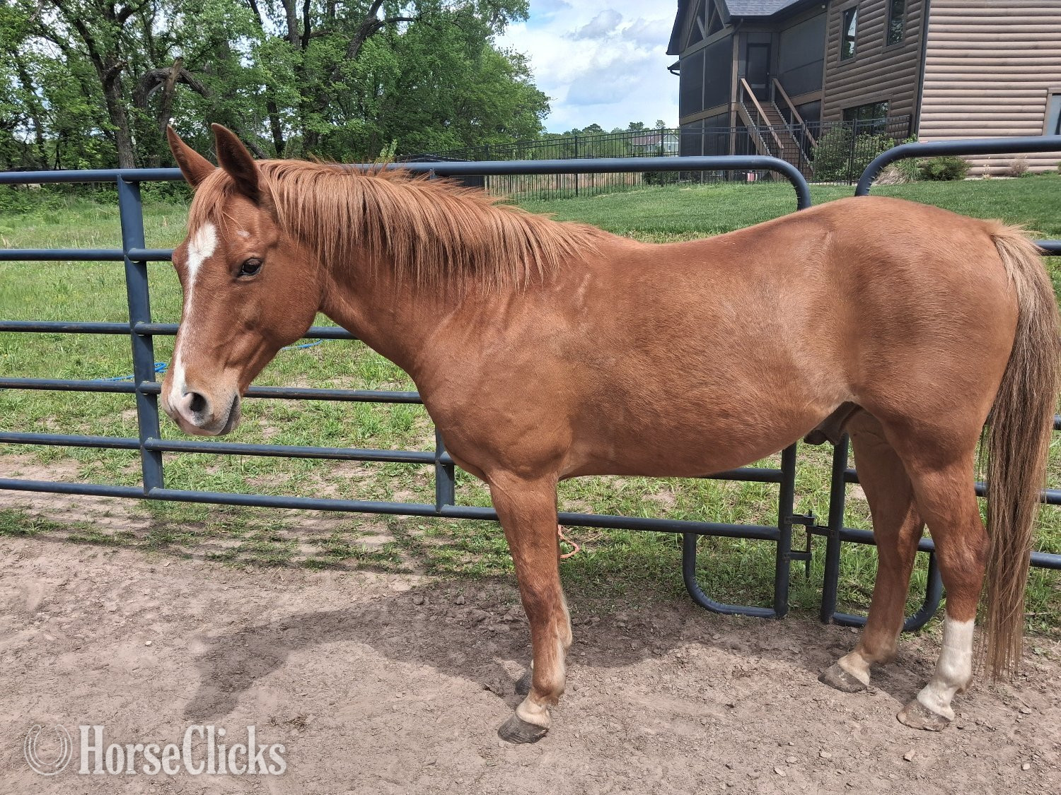 Kansas "Chip" Sorrel Gelding Quarter Pony