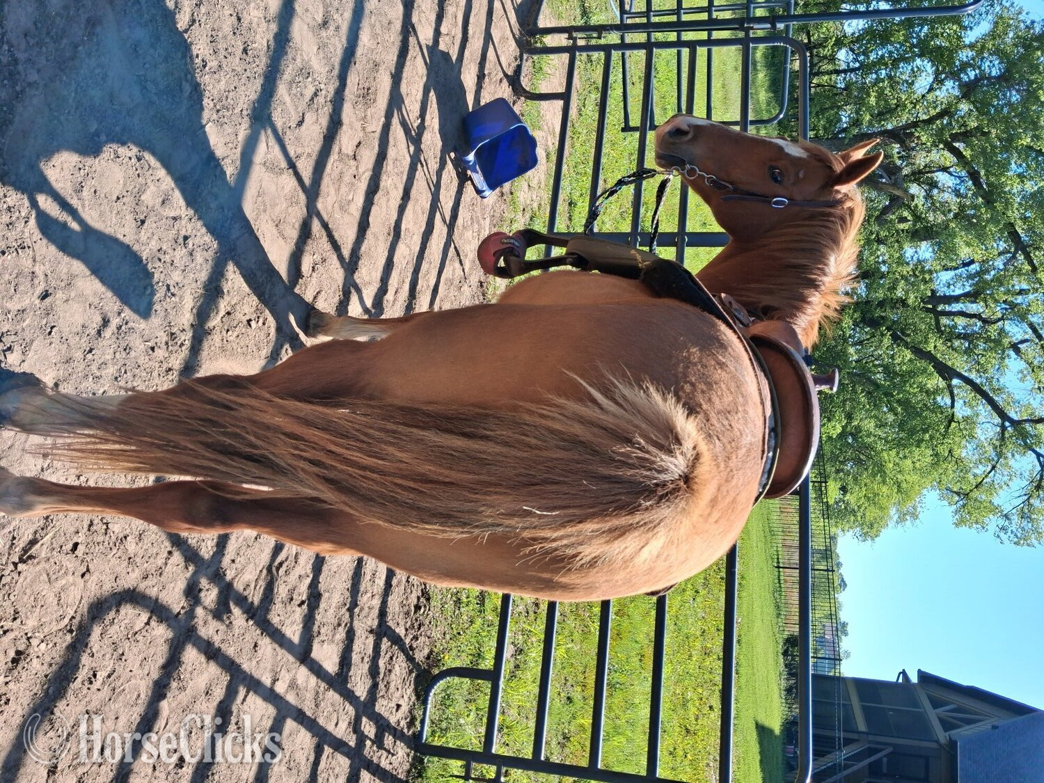 "Chip" Sorrel Gelding Quarter Pony - Quarter Pony in Kansas