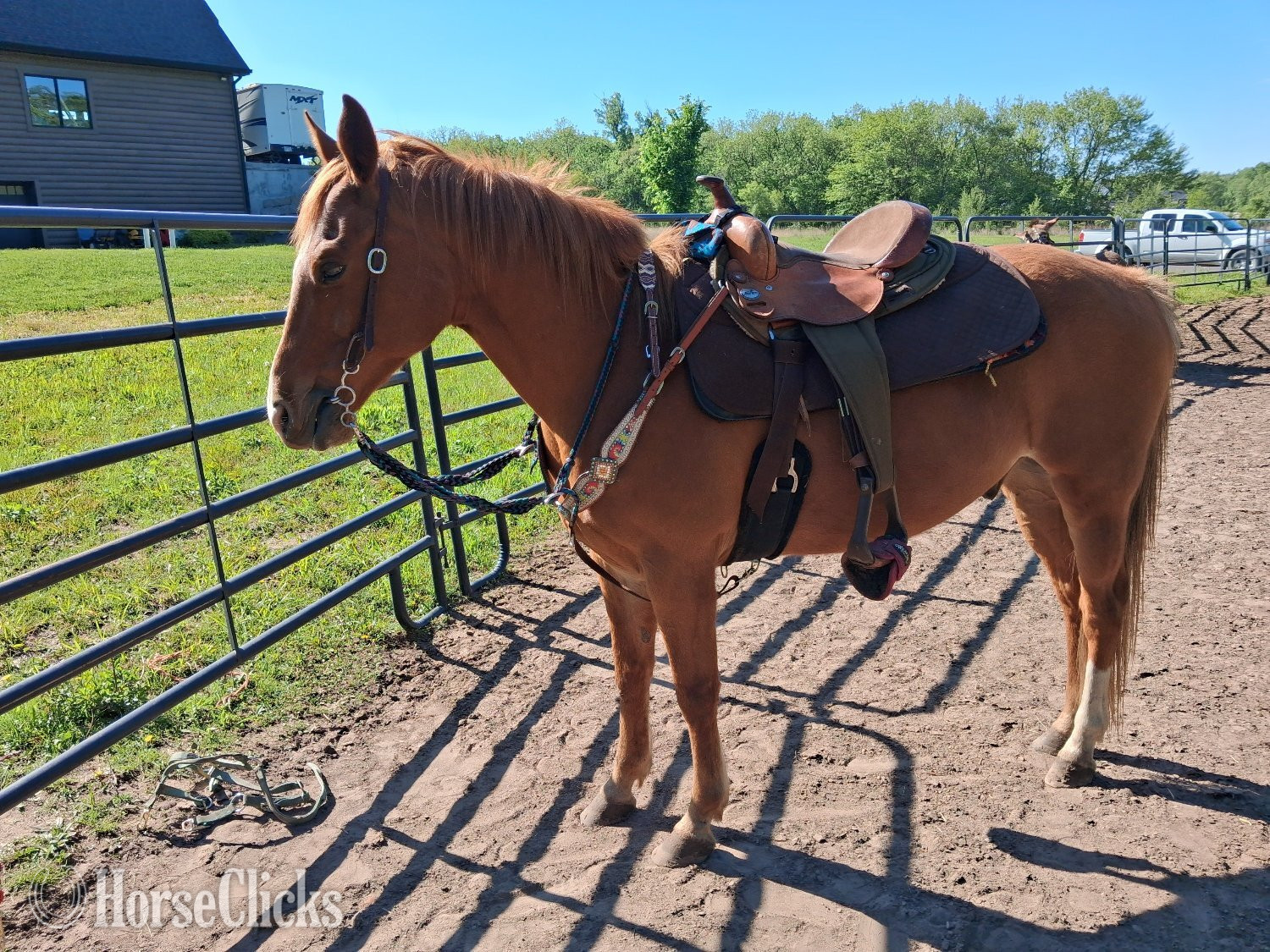"Chip" Sorrel Gelding Quarter Pony - Quarter Pony