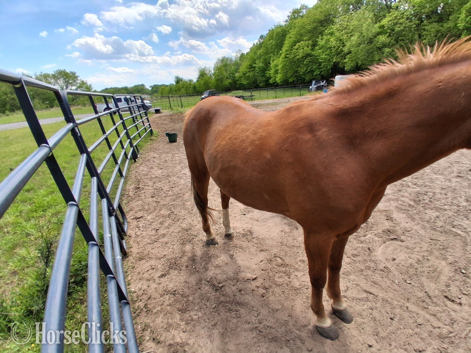 "Chip" Sorrel Gelding Quarter Pony Kansas