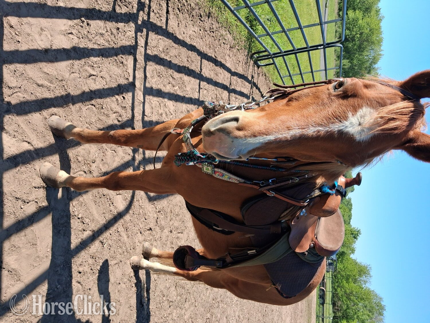 Quarter Pony - "Chip" Sorrel Gelding Quarter Pony in Kansas