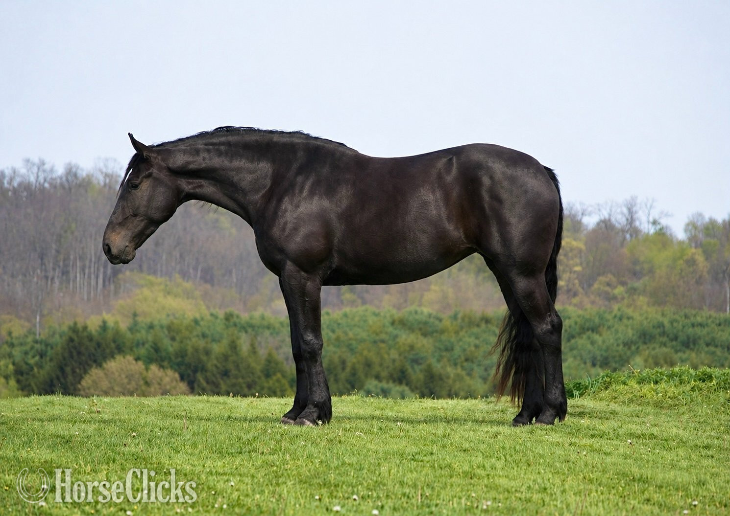 "Quincy " Bay Mare Percheron in Ohio