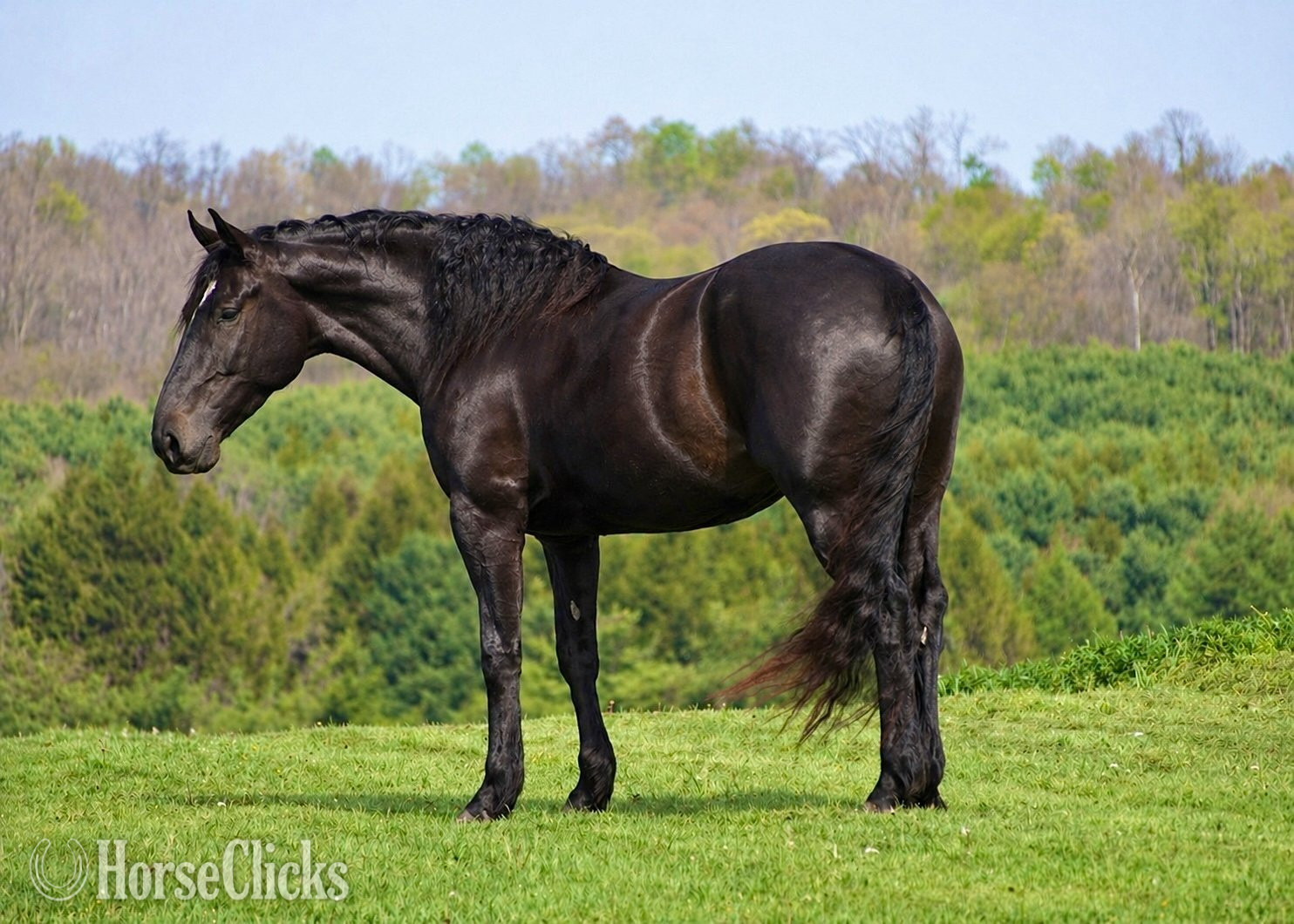 Ohio "Quincy " Bay Mare Percheron