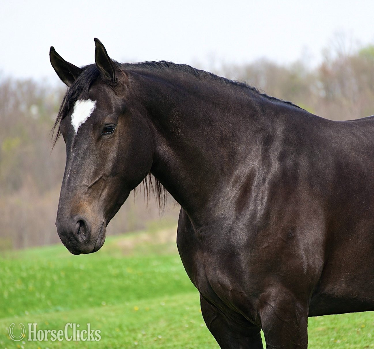 "Quincy " Bay Mare Percheron - Percheron in Ohio