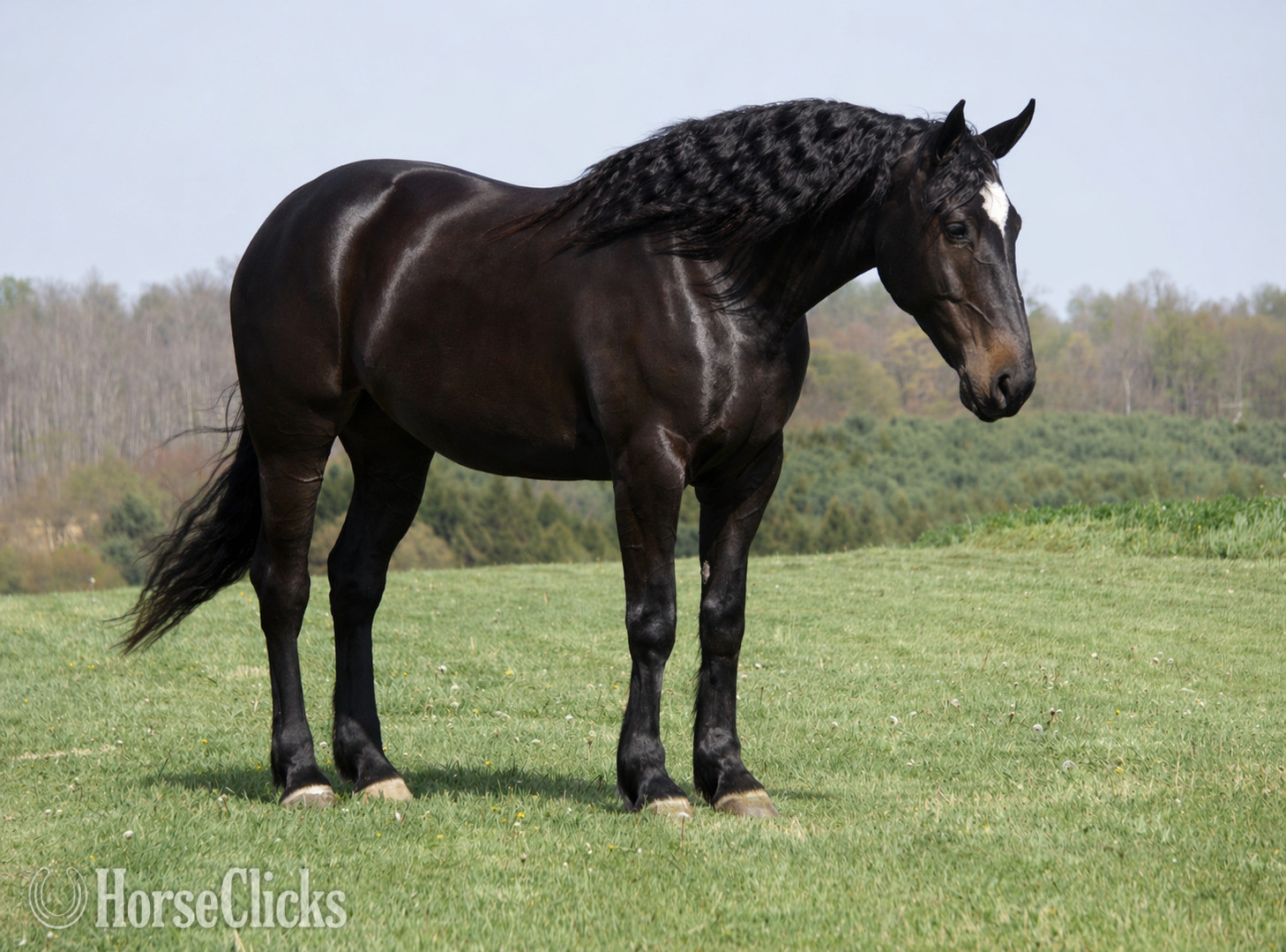 "Quincy " Bay Mare Percheron - Percheron