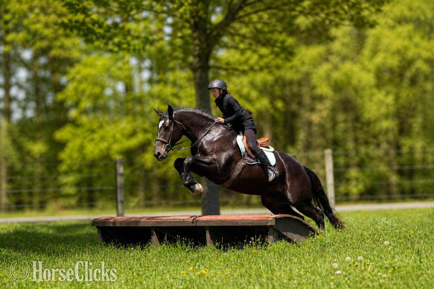 "Quincy " Bay Mare Percheron Ohio