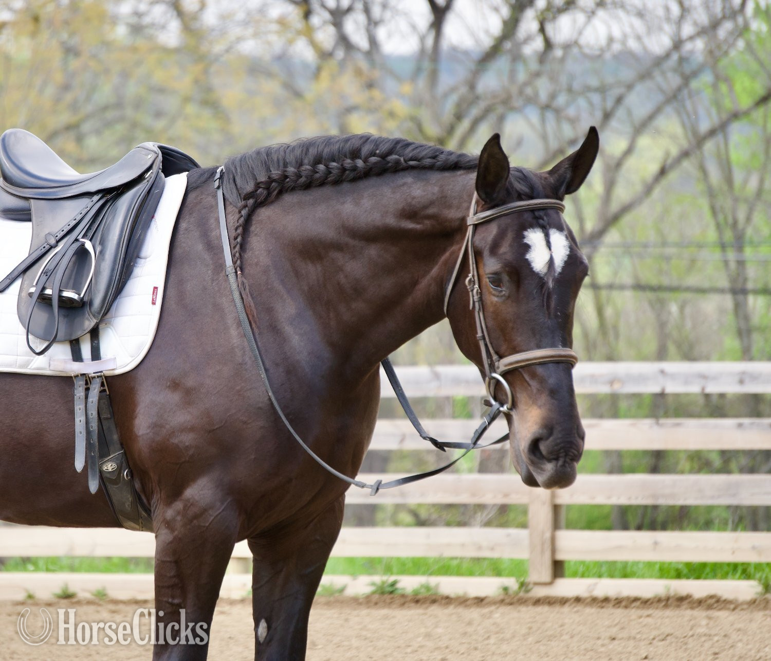 Percheron - "Quincy " Bay Mare Percheron
