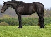 "Quincy " Bay Mare Percheron
