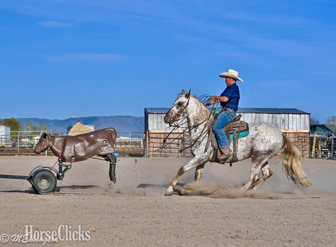 "Dip N Dots "  Gelding Appaloosa in Idaho