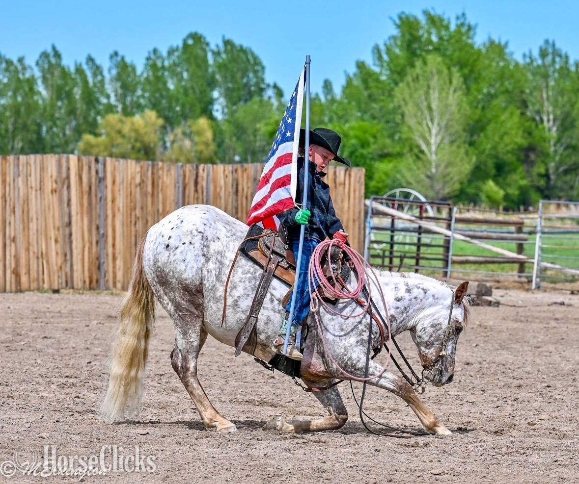 "Dip N Dots "  Gelding Appaloosa