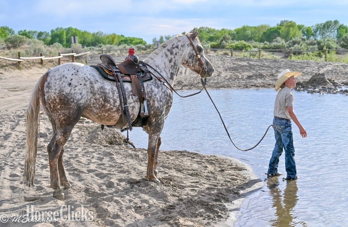 "Dip N Dots "  Gelding Appaloosa - Appaloosa in Idaho