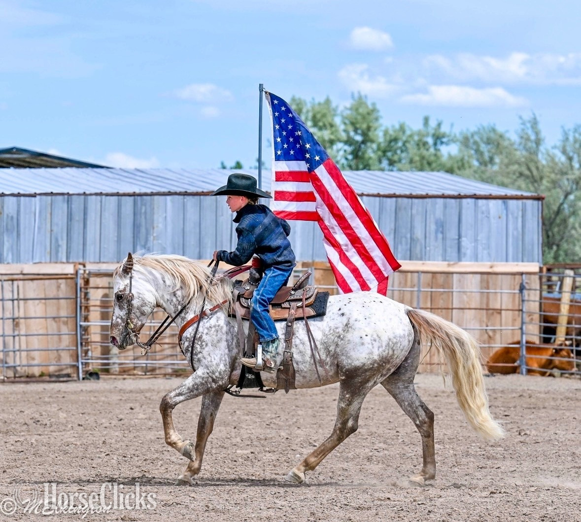 "Dip N Dots "  Gelding Appaloosa - Appaloosa