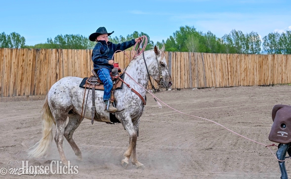 "Dip N Dots "  Gelding Appaloosa Idaho