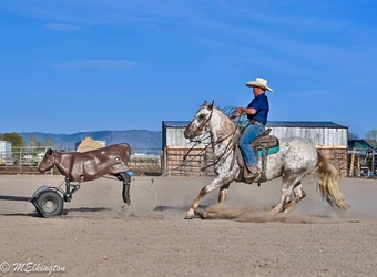 "Dip N Dots "  Gelding Appaloosa