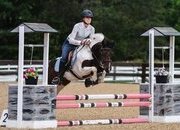 "Tito" Pinto Gelding Pony