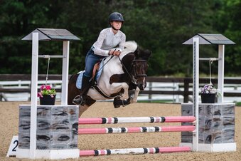 "Tito" Pinto Gelding Pony