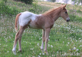 "Salty" Palomino Colt Appaloosa