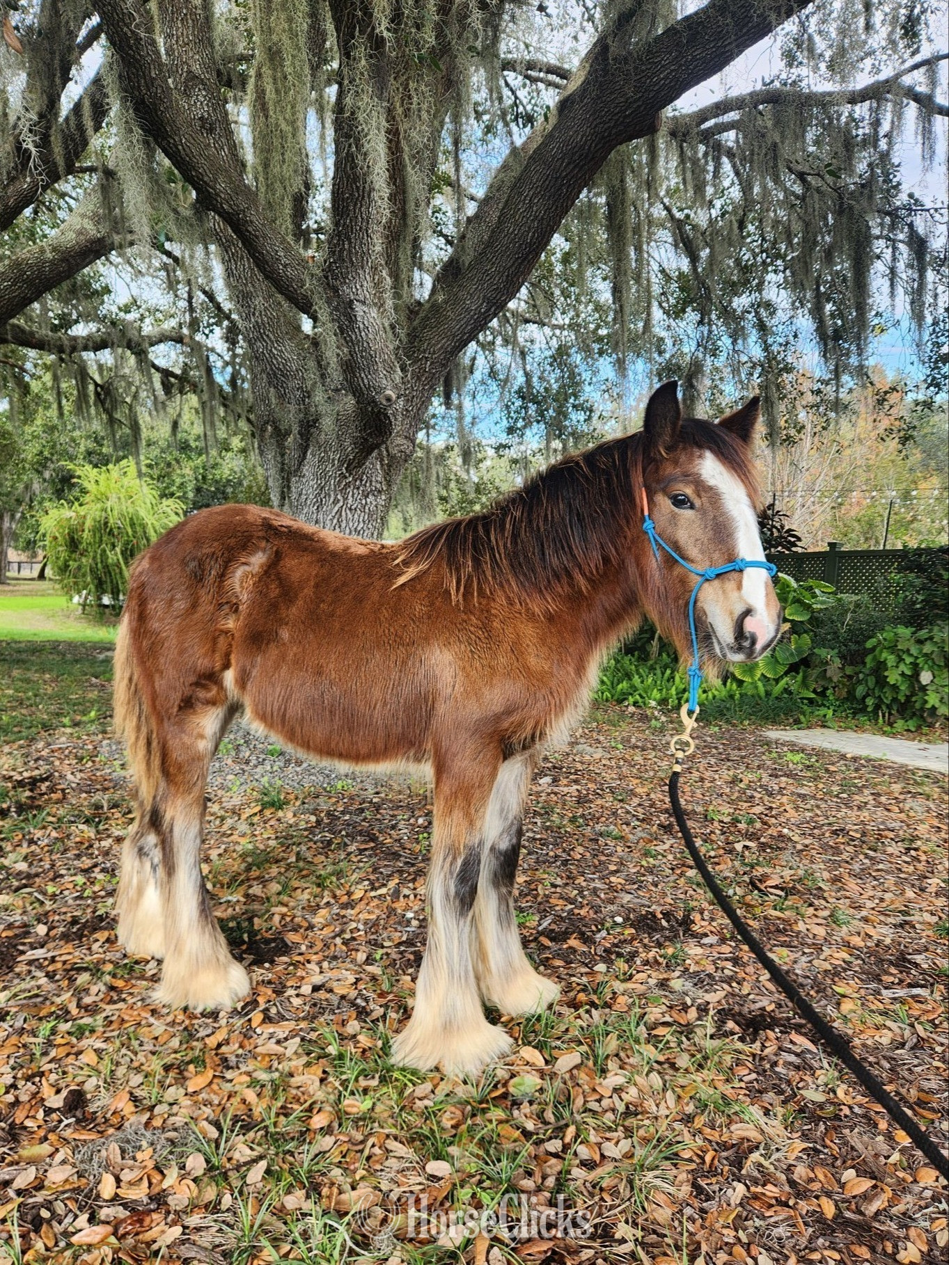 "MP Mirage of Grace" Bay Filly Gypsy Vanner in Florida