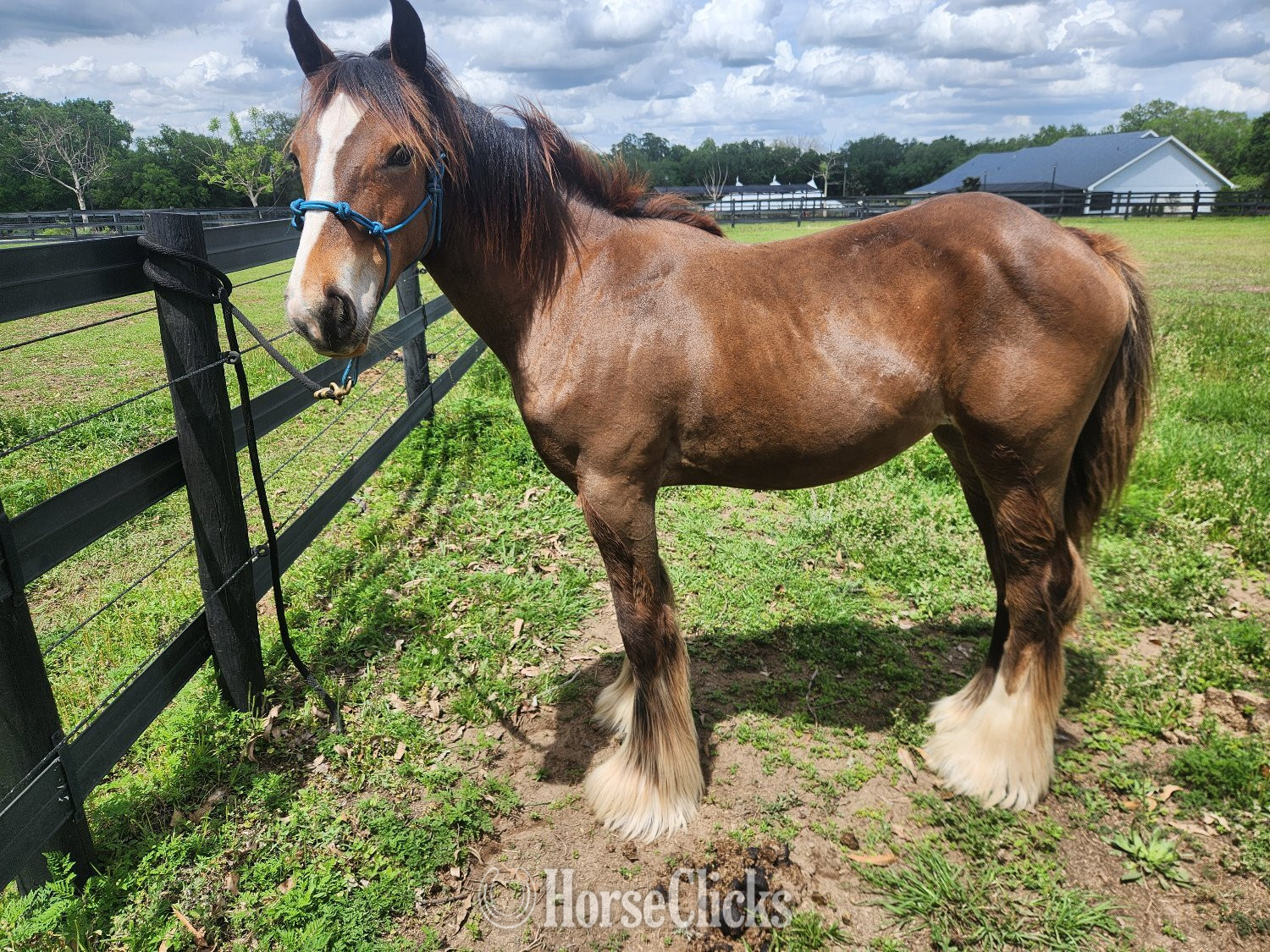 "MP Mirage of Grace" Bay Filly Gypsy Vanner