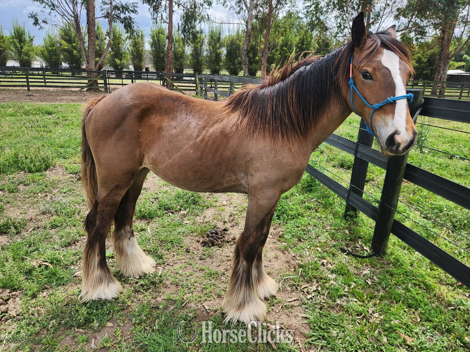 Florida "MP Mirage of Grace" Bay Filly Gypsy Vanner