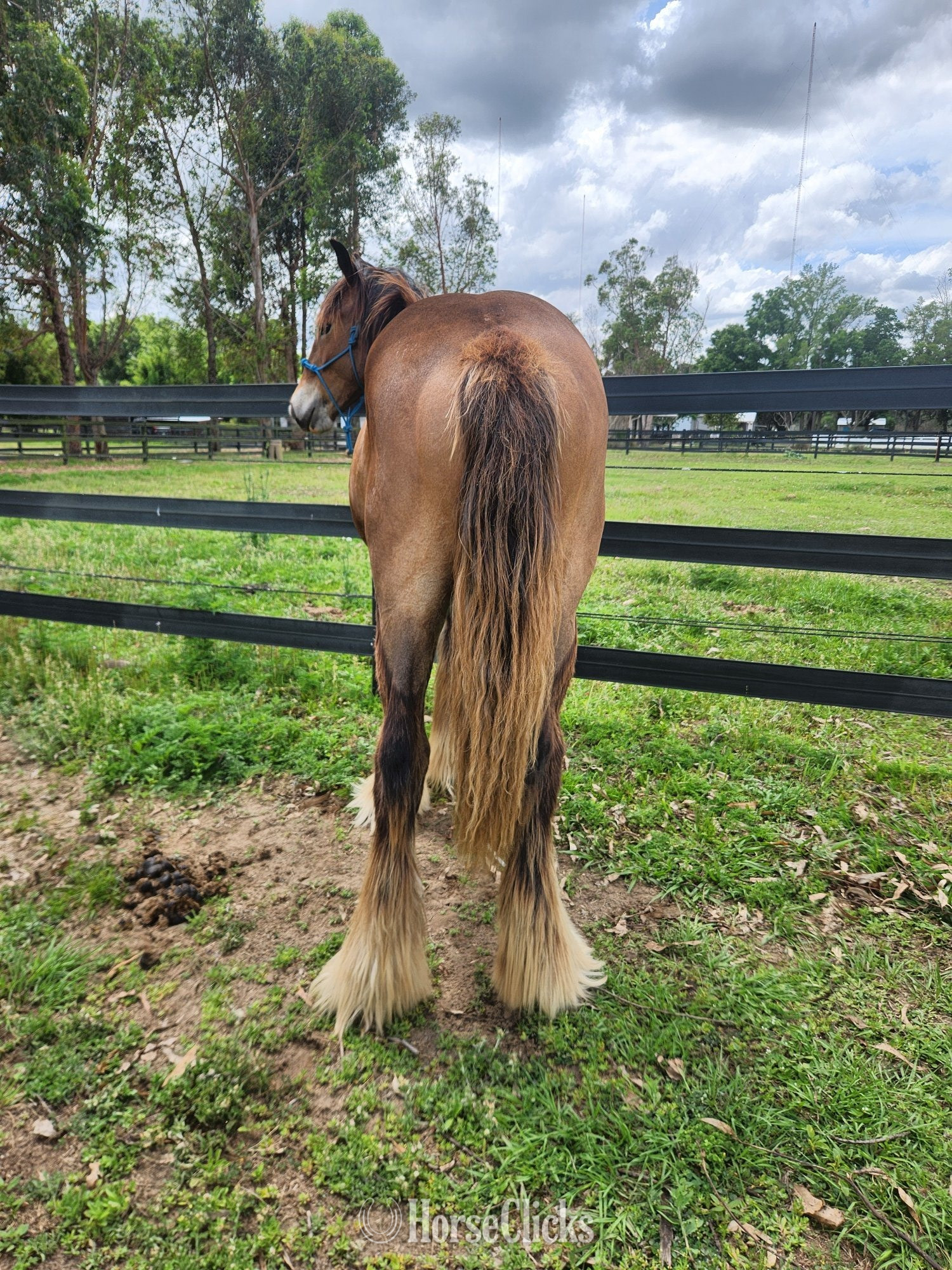 "MP Mirage of Grace" Bay Filly Gypsy Vanner - Gypsy Vanner in Florida