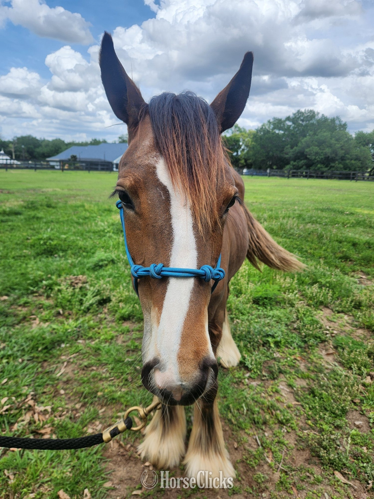 "MP Mirage of Grace" Bay Filly Gypsy Vanner - Gypsy Vanner