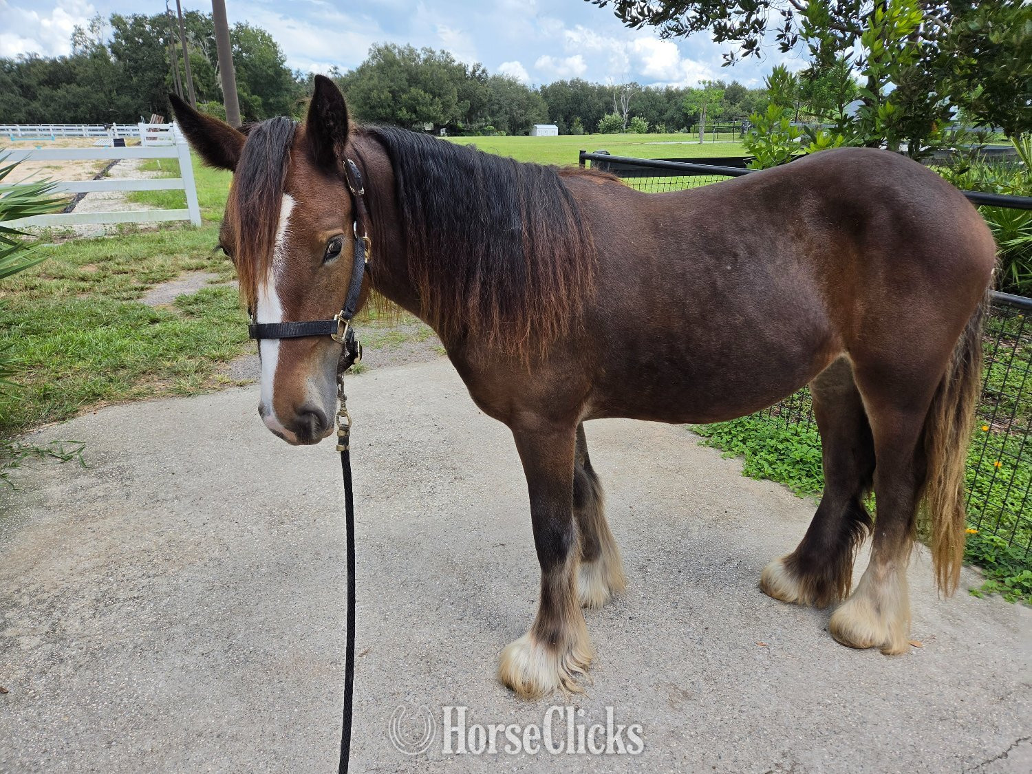 "MP Mirage of Grace" Bay Filly Gypsy Vanner Florida