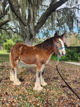 "MP Mirage of Grace" Bay Filly Gypsy Vanner