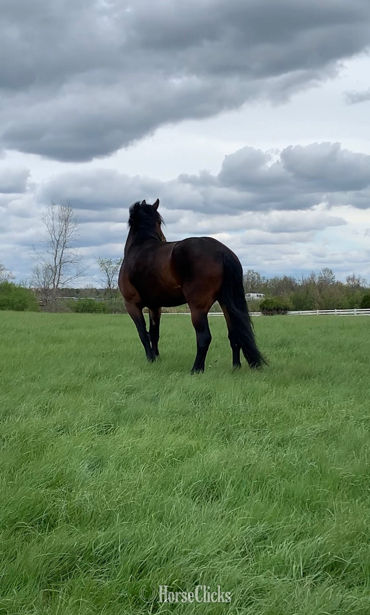 "Maizie" Bay Mare Draft