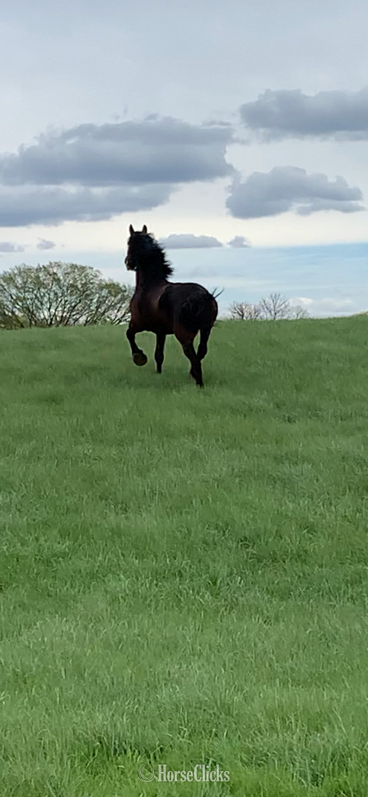 Michigan "Maizie" Bay Mare Draft