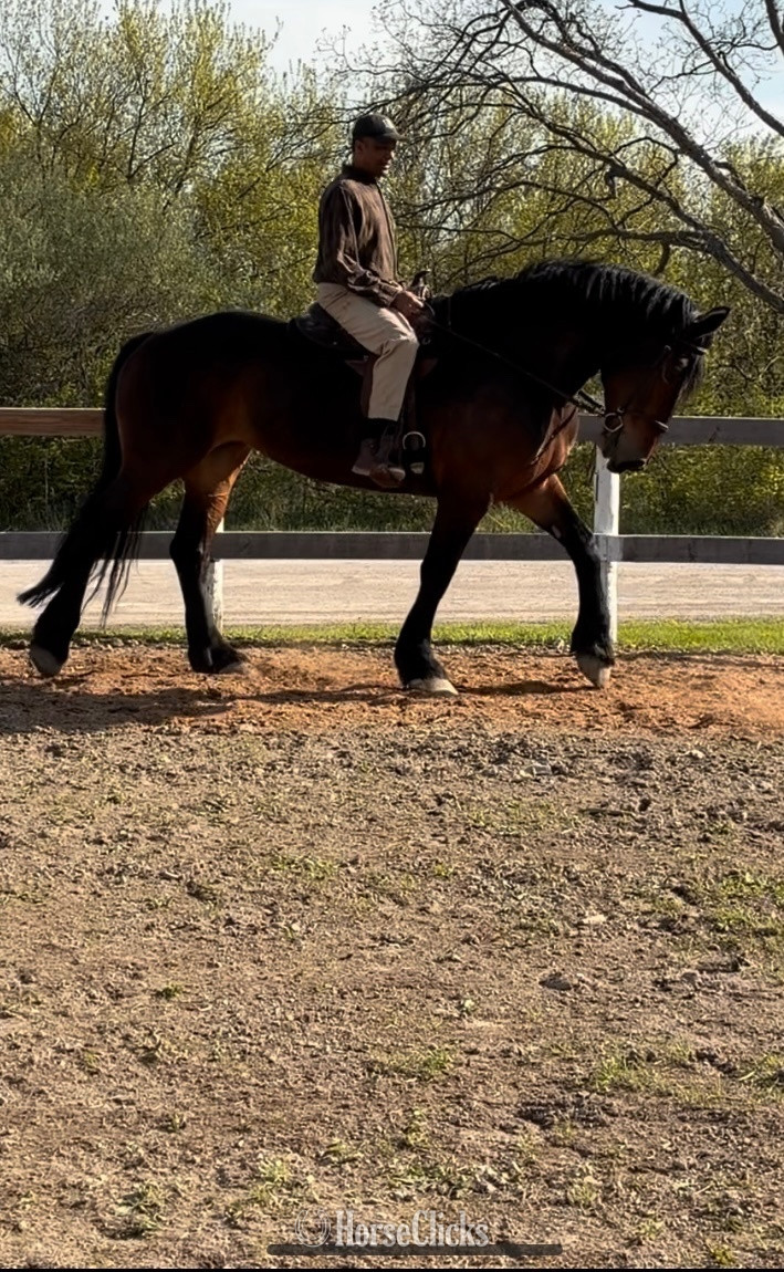 "Maizie" Bay Mare Draft - Draft