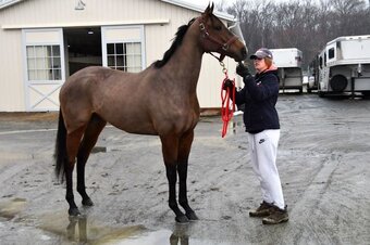 "Politica"  Gelding Thoroughbred
