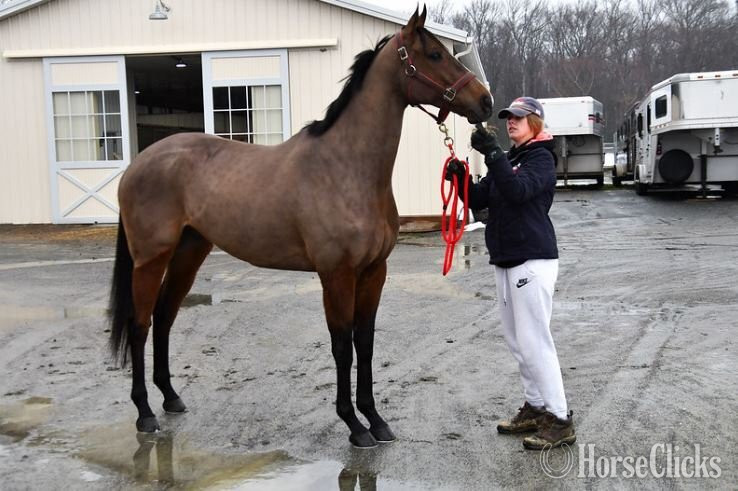 "Politica"  Gelding Thoroughbred in California